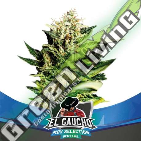 2 UND FEM - EL GAUCHO FAST VERSION BSF SEEDS 2 UND FEMINIZADAS