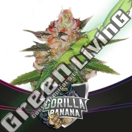 2 UND FEM - GORILLA BANANA - DRAFT LINE BSF SEEDS 2 UND FEMINIZADAS