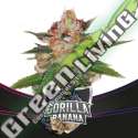 2 UND FEM - GORILLA BANANA - DRAFT LINE BSF SEEDS 2 UND FEMINIZADAS