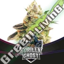 2 UND FEM - GORILLA GHOST - DRAFT LINE BSF SEEDS 2 UND FEMINIZADAS