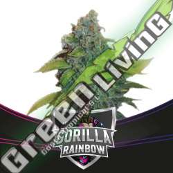 2 UND FEM - GORILLA RAINBOWS - DRAFT LINE BSF SEEDS 2 UND FEMINIZADAS