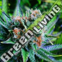 10 UND REG - BLUE DREAM NIRVANA 10 UND REGULARES