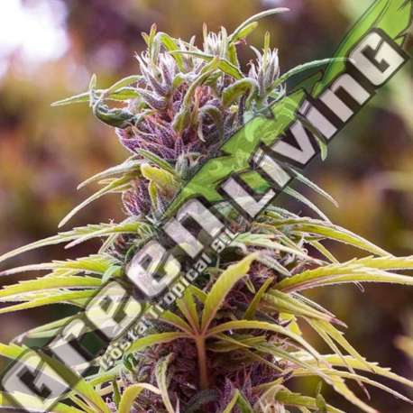 10 UND REG - DURBAN POISON NIRVANA 10 UND REGULARES
