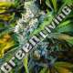 10 UND REG - SUPER SILVER HAZE NIRVANA 10 UND REGULARES