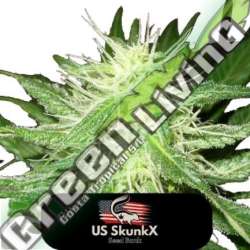 3 UND FEM - ICE KUSH US SKUNKX SEEDS 3 UND FEMINIZADAS