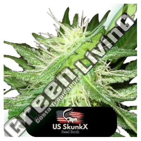 3 UND FEM - ICE KUSH US SKUNKX SEEDS 3 UND FEMINIZADAS