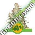 3 UND FEM - HAZE BERRY AUTO USA PREMIUM ROYAL QUEEN 3 UND FEMINIZADA
