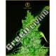 3 UND FEM - AUTOMATIC ANACONDA ANACONDA SEEDS FEMINIZADA 3 UND