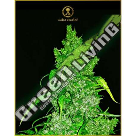 3 UND FEM - AUTOMATIC ANACONDA ANACONDA SEEDS FEMINIZADA 3 UND