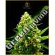 3 UND FEM - AUTOMATIC HYPNOTIC ANACONDA SEEDS FEMINIZADA 3 UND