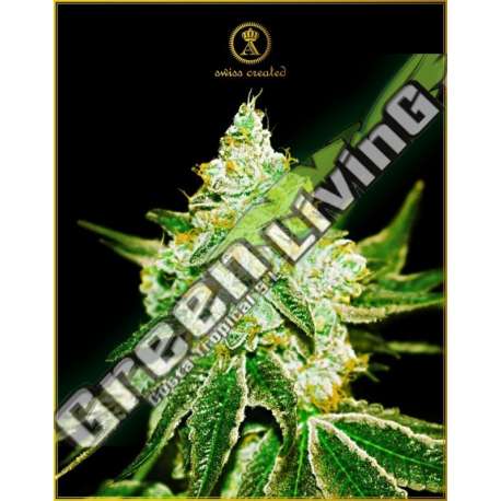 3 UND FEM - AUTOMATIC NORTHERN SKY ANACONDA SEEDS FEMINIZADA 3 UND