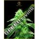 3 UND FEM - HYPNOTIC ANACONDA SEEDS FEMINIZADA 3 UND