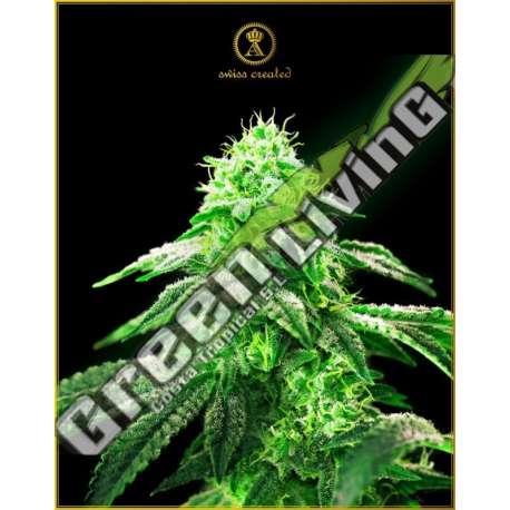 3 UND FEM - HYPNOTIC ANACONDA SEEDS FEMINIZADA 3 UND