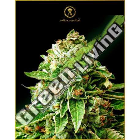 3 UND FEM - OG KUSH ANACONDA SEEDS FEMINIZADA 3 UND