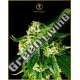 3 UND FEM - RUSSIAN GOLD ANACONDA SEEDS FEMINIZADA 3 UND