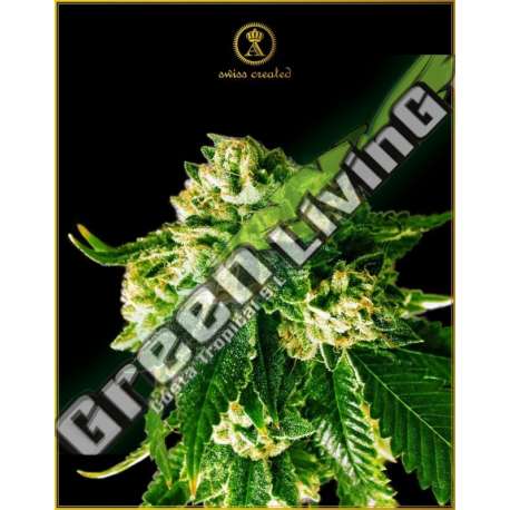 3 UND FEM - RUSSIAN GOLD ANACONDA SEEDS FEMINIZADA 3 UND