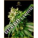 3 UND FEM - STRONG SKUNK ANACONDA SEEDS FEMINIZADA 3 UND