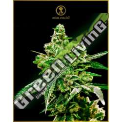 3 UND FEM - WHITE WIDOW ANACONDA SEEDS FEMINIZADA 3 UND