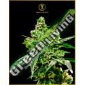 3 UND FEM - WHITE WIDOW ANACONDA SEEDS FEMINIZADA 3 UND