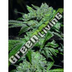 3 UND FEM - SOUR GLUE MEDICAL SEEDS 3 UND FEM