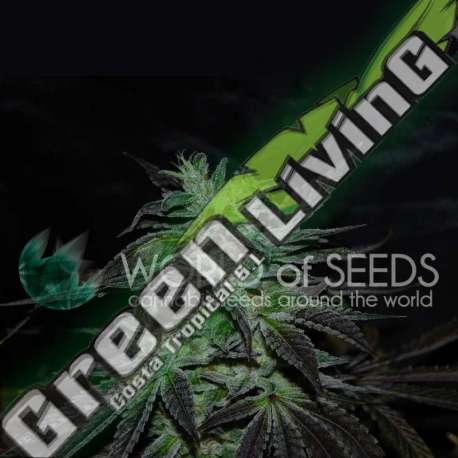 3 UND FEM - STRAWBERRY BLUE (EARLY HARVEST) WORLD OF SEEDS 3 UND FEMINIZADAS