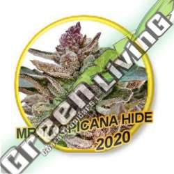 3 UND FEM - MR. TROPICANA HIDE (USA STRAINS) MR. HIDE SEEDS 3 UND FEM