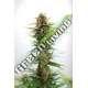 3 UND FEM - GSC KANNABIA SEEDS 3 UND FEM