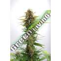 3 UND FEM - GSC KANNABIA SEEDS 3 UND FEM