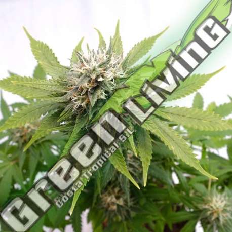 3 UND FEM - SILVER WIDOW KANNABIA 3 UND FEMINIZADAS