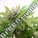 3 UND FEM - SILVER WIDOW KANNABIA 3 UND FEMINIZADAS