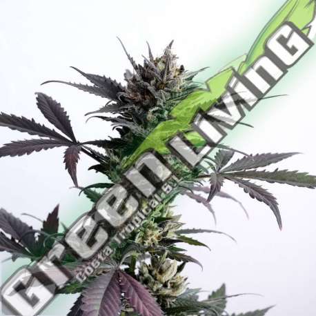 3 UND FEM - LEMON HAZE AUTO KANNABIA 3 UND FEMINIZADAS