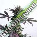 3 UND FEM - LEMON HAZE AUTO KANNABIA 3 UND FEMINIZADAS