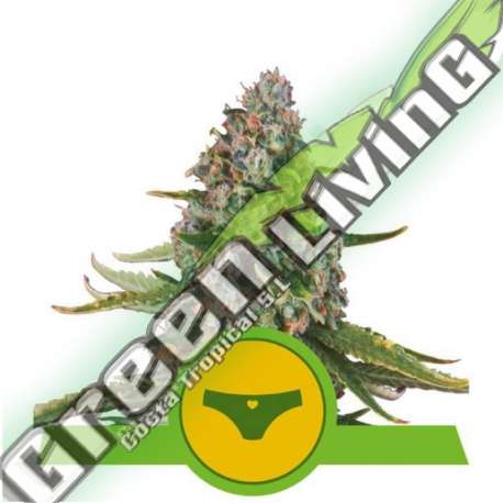 3 UND FEM - SHERBET QUEEN AUTO ROYAL QUEEN FEMINIZADA 3 UND