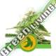 3 UND FEM - FAT BANANA AUTO ROYAL QUEEN 3 UND FEMINIZADA