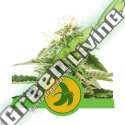 3 UND FEM - FAT BANANA AUTO ROYAL QUEEN 3 UND FEMINIZADA