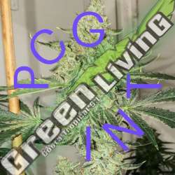 3 UND FEM - AUTO-SALTWATER OG PURPLE CITY GENETICS 3 FEMINIZADAS