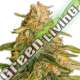 3 UND FEM - TROPIC PUNCH HEAVYWEIGHT SEEDS 3 UND FEMINIZADAS