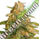 3 UND FEM - TROPIC PUNCH HEAVYWEIGHT SEEDS 3 UND FEMINIZADAS