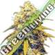 3 UND FEM - STRAWBERRY CAKE AUTO HEAVYWEIGHT SEEDS 3 UND FEMINIZADAS