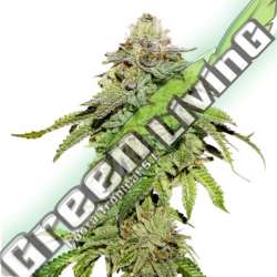 5 UND FEM - COOKIES AND CREAM SEEDSTOCKERS 5 UND FEMINIZADAS