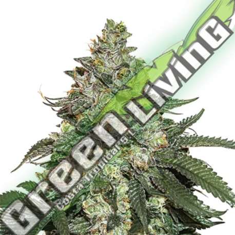 5 UND FEM - GIRL SCOUT COOKIES AUTO SEEDSTOCKERS 5 UND FEMINIZADAS