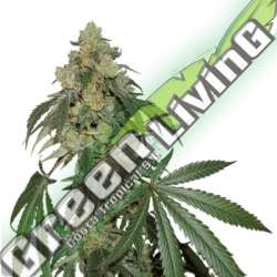 5 UND FEM - COOKIES FAST FEM SEEDSTOCKERS 5 UND FEMINIZADAS