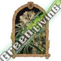 3 UND FEM - HIPPIE THERAPY CBD EXOTIC SEED FEMINIZADA 3 UND
