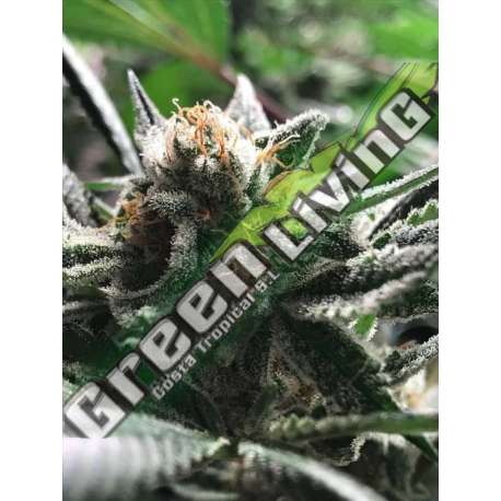 3 UND FEM - CRITICAL JACK - CONDOR R-KIEM SEEDS 3 UND FEMINIZADAS