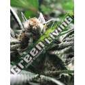 3 UND FEM - CRITICAL JACK - CONDOR R-KIEM SEEDS 3 UND FEMINIZADAS