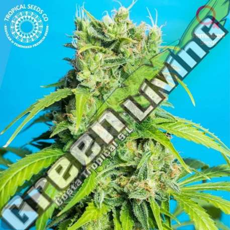 5 UND REG - HEAVEN'S GATE CBD TROPICAL SEEDS 5 UND REGULARES