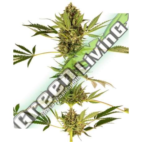 3 UND FEM - HIMALAYAN CBD SENSI SEEDS FEMINIZADA 3 UND