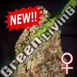 5 UND FEM - DIAMOND QUEEN KUSH AUTO K.C.BRAINS 5 UND FEMINIZADAS