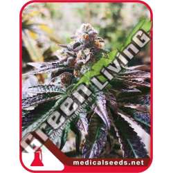 3 UND FEM - COOKIES PURPLE PUNCH MEDICAL SEEDS 3 UND FEM