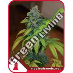 3 UND FEM - ZKITTLEZ MEDICAL SEEDS FEM 3 UND